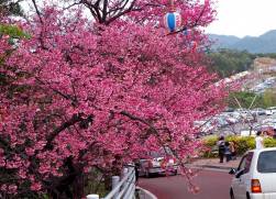 Cherry tree Festival ...